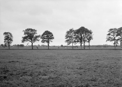 Ontginning, vee in de weide, algemene beelden, turfsteekreportage, landgoederen,, Bestanddeelnr 160-0074