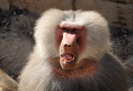 Baboons observing animal photo