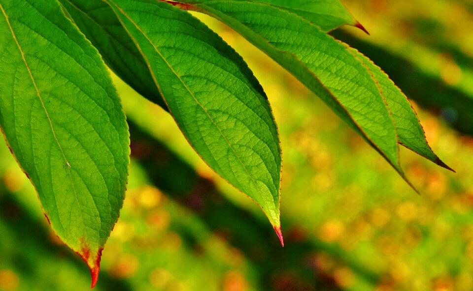 Green branches nature