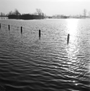 Ontginning, vee in de weide, algemene beelden, turfsteekreportage, overstrominge, Bestanddeelnr 160-0114