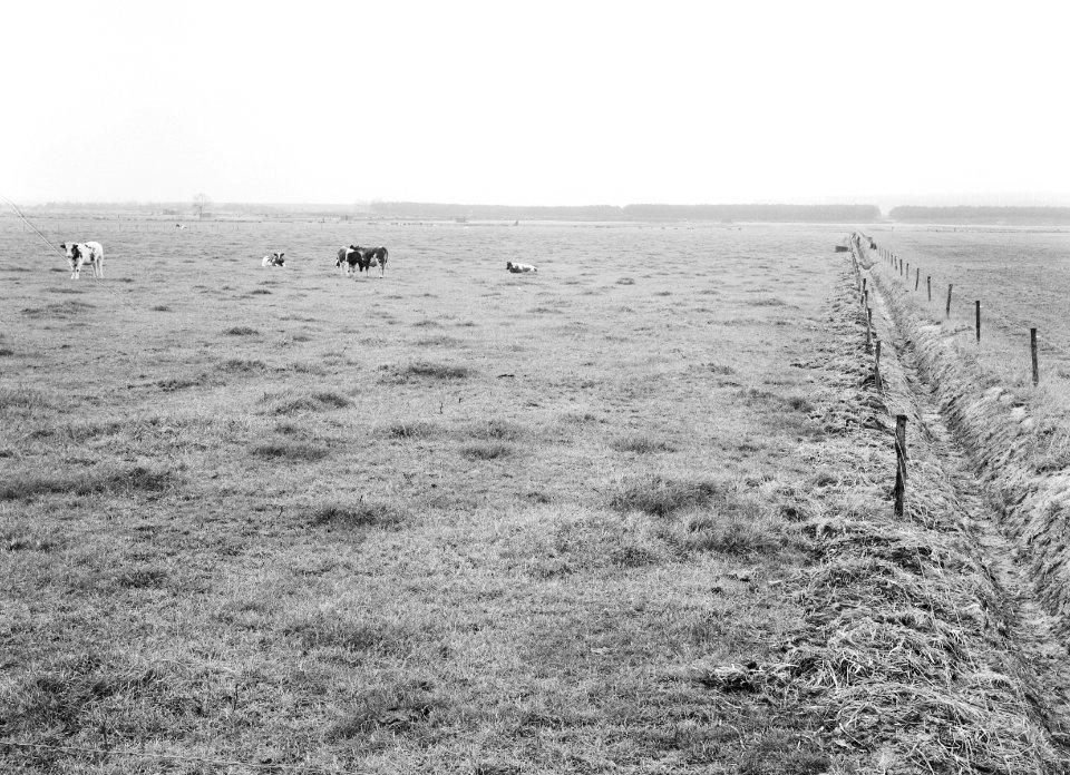 Ontginning, grondbewerking, egaliseren, bezanden, de wilreit, biezenland, Bestanddeelnr 159-0118