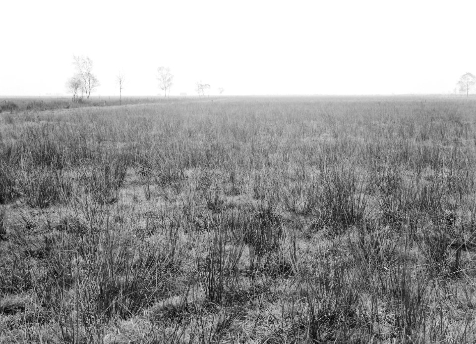 Ontginning, grondbewerking, egaliseren, bezanden, de wilreit, biezenland, Bestanddeelnr 159-0117