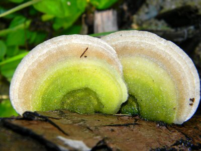 Fungus wood wet photo