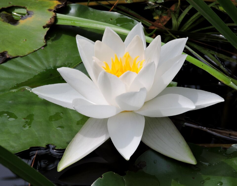 White flower pond nature