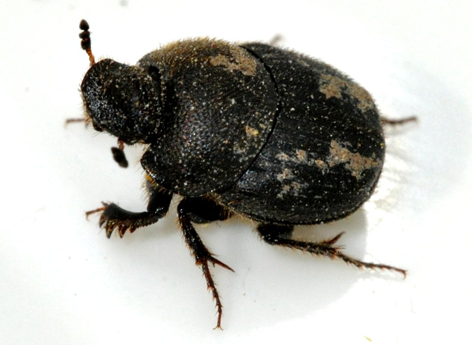 Onthophagus-ovatus-11-fws