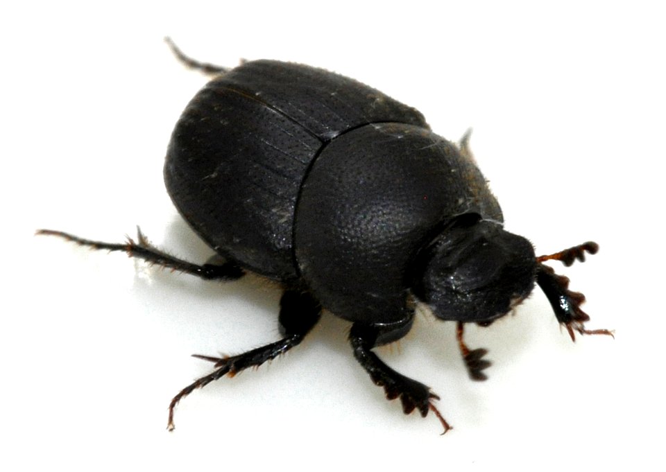 Onthophagus-ovatus-01-fws