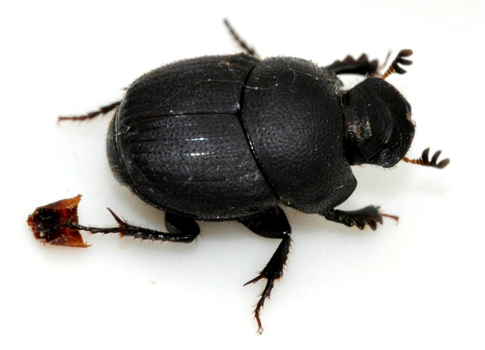 Onthophagus-ovatus-04-fws