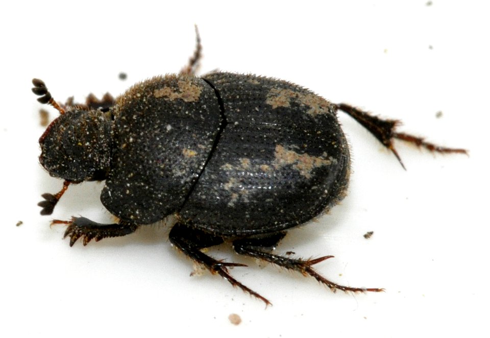 Onthophagus-ovatus-15-fws