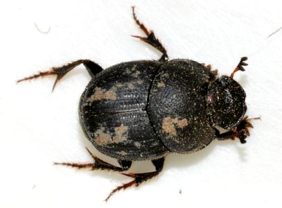 Onthophagus-ovatus-10-fws