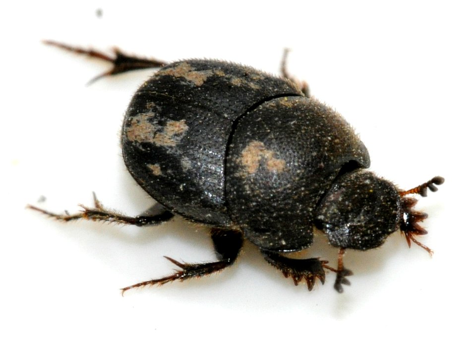Onthophagus-ovatus-09-fws