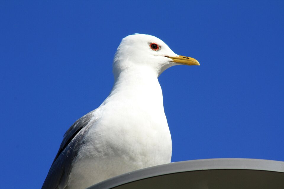 Sky animal gull