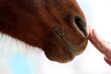 The nostrils lips horse