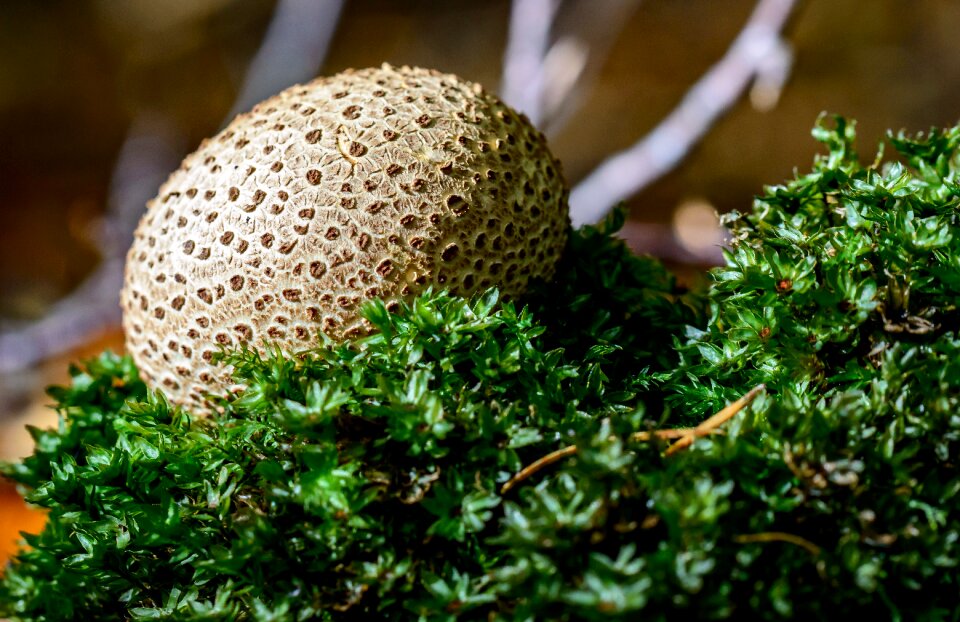 Mushroom dust fungal species buffer mushroom