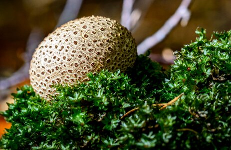 Mushroom dust fungal species buffer mushroom