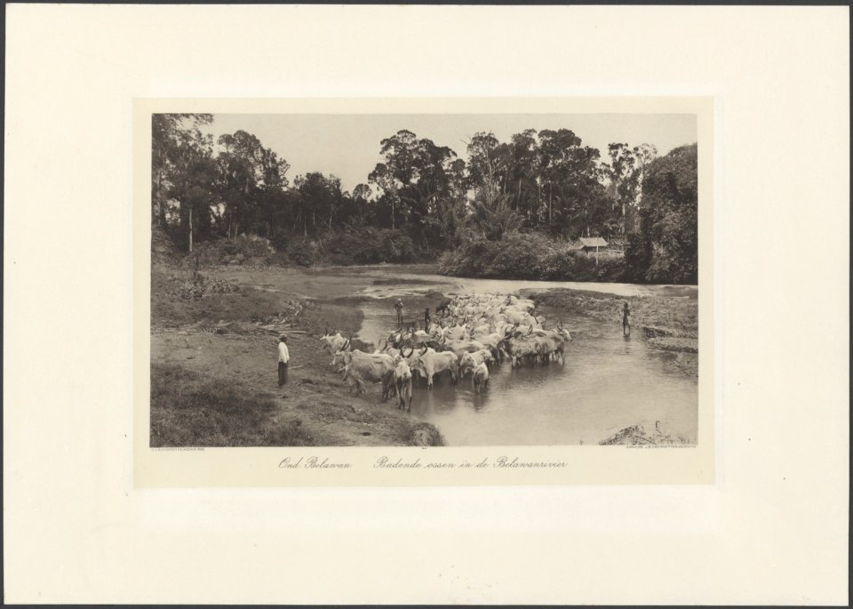 Onderneming Belawan. Boven Badende ossen in de Belawanrivier, Bestanddeelnr 853 50