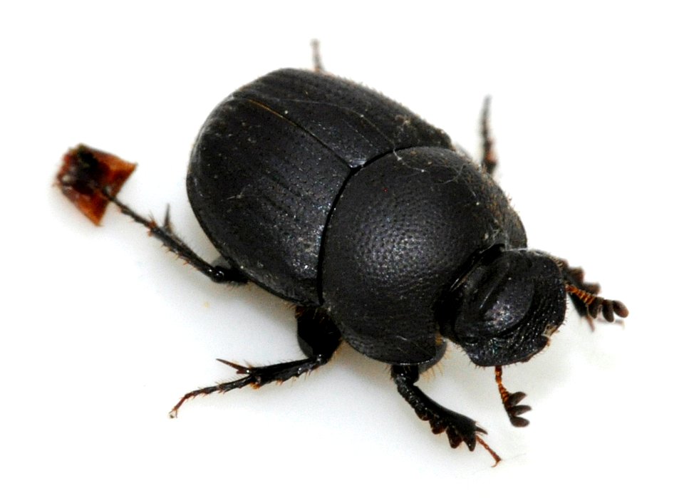 Onthophagus-ovatus-03-fws