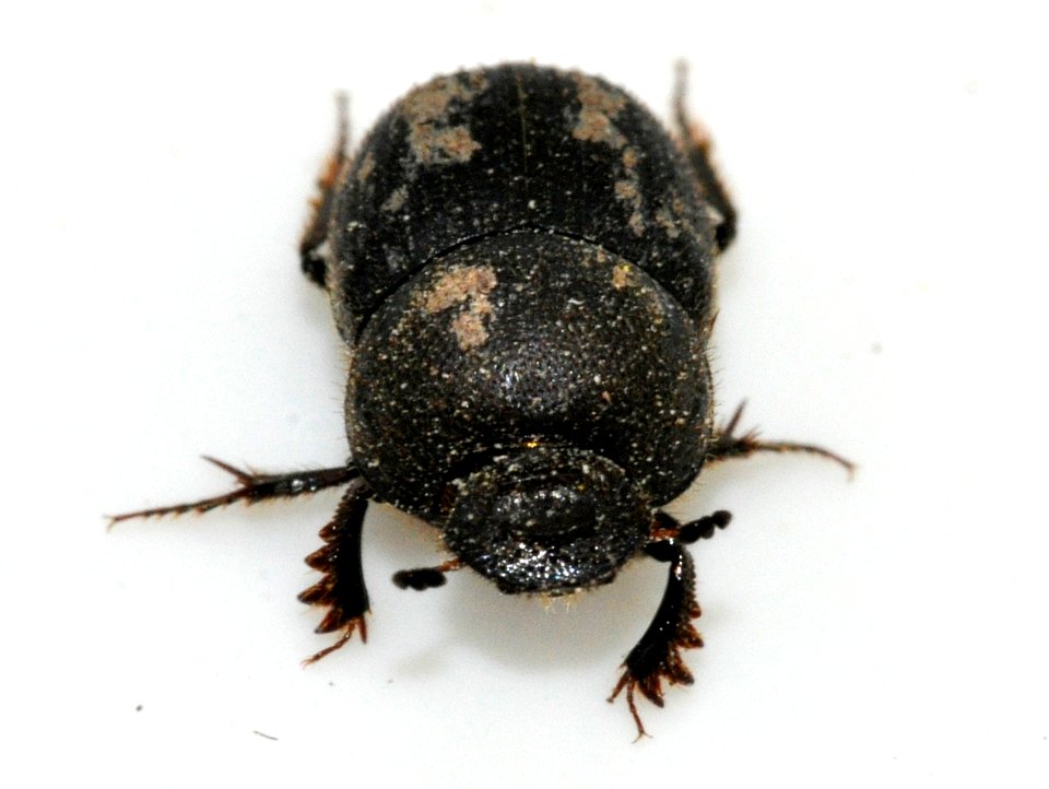 Onthophagus-ovatus-13-fws
