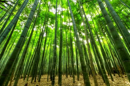 Growth jungle slender