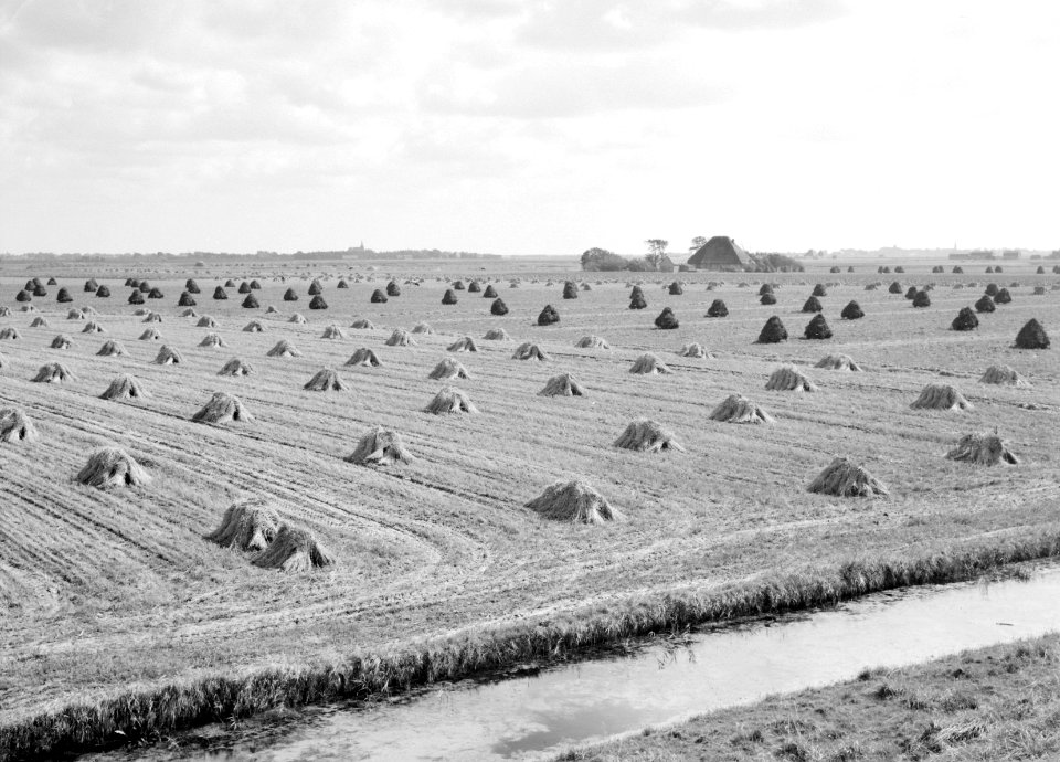 Ontginning, zaaien en oogsten gewassen, dijk westfriese, Ringpolder, Bestanddeelnr 160-0216