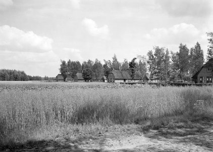 Ontginning, vee in de weide, algemene beelden, turfsteekreportage, woningen, lan, Bestanddeelnr 160-0026