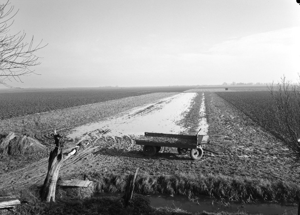 Ontginning, vee in de weide, algemene beelden, turfsteekreportage, ondergelopen,, Bestanddeelnr 160-0100