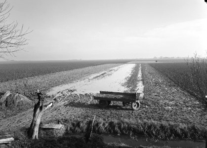 Ontginning, vee in de weide, algemene beelden, turfsteekreportage, ondergelopen,, Bestanddeelnr 160-0100