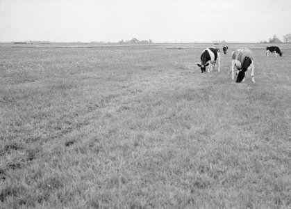 Ontginning, vee in de weide, algemene beelden, turfsteekreportage, koeien, Zwett, Bestanddeelnr 160-0058