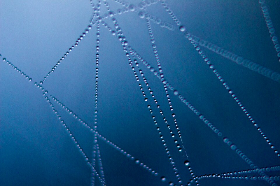 Morning dew blue web blue morning