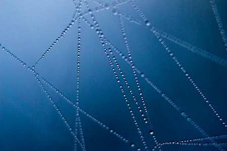 Morning dew blue web blue morning