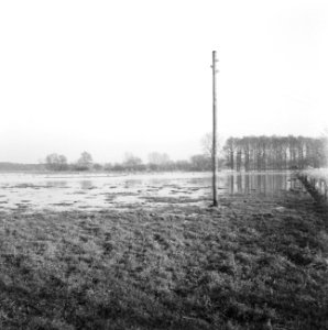 Ontginning, vee in de weide, algemene beelden, turfsteekreportage, overstrominge, Bestanddeelnr 160-0115