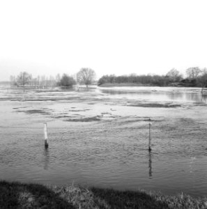 Ontginning, vee in de weide, algemene beelden, turfsteekreportage, overstrominge, Bestanddeelnr 160-0113