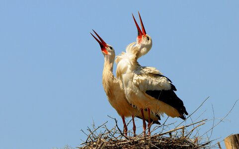 Stork nest success photo