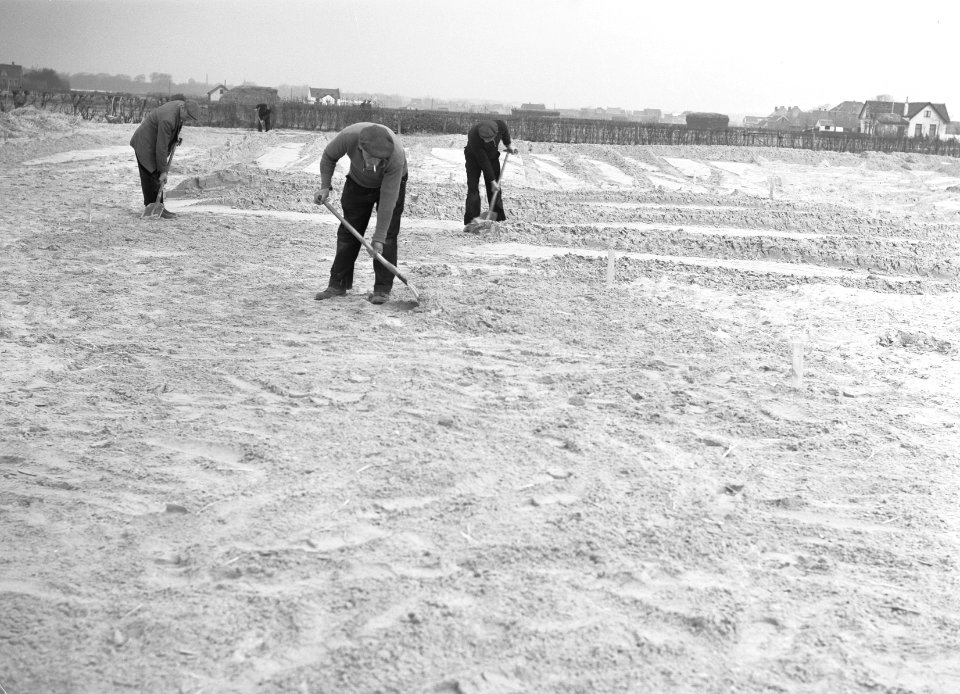 Ontginning, grondbewerking, egaliseren, bezanden, arbeiders, Bestanddeelnr 159-0177
