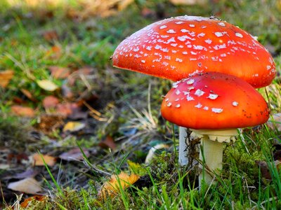 Fly agaric close up forest mushroom photo