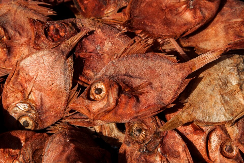 Fishing fish scorpionfish
