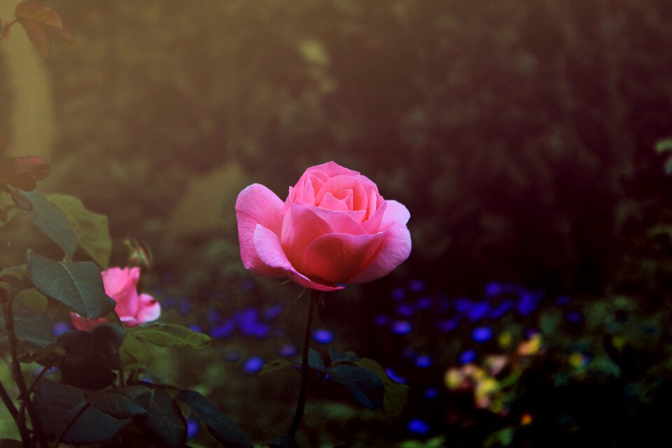 Summer flowers handsomely desktop