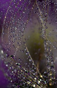 Water plant wet