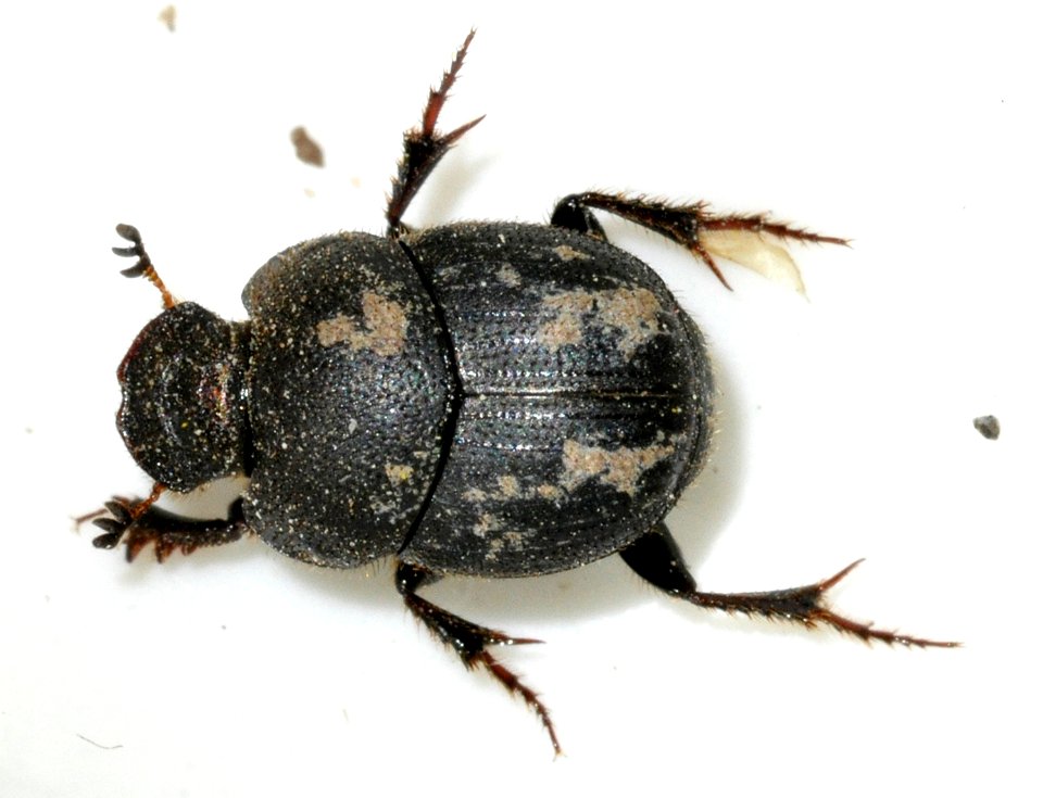 Onthophagus-ovatus-08-fws
