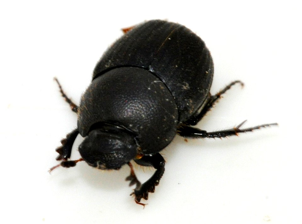 Onthophagus-ovatus-02-fws