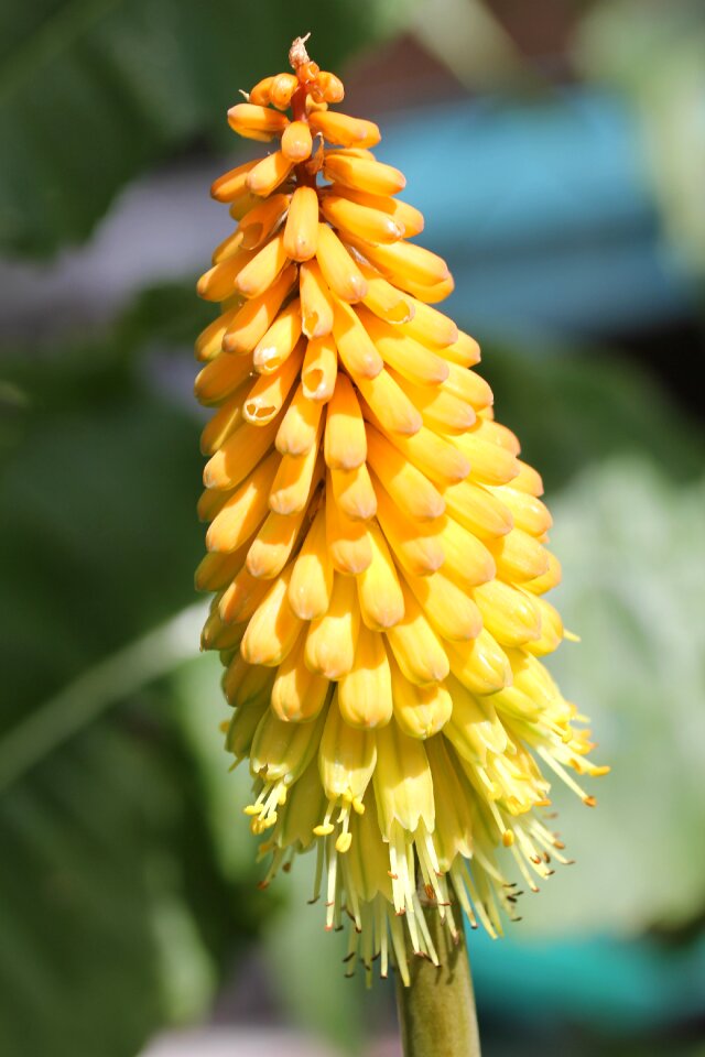 Plant garden orange
