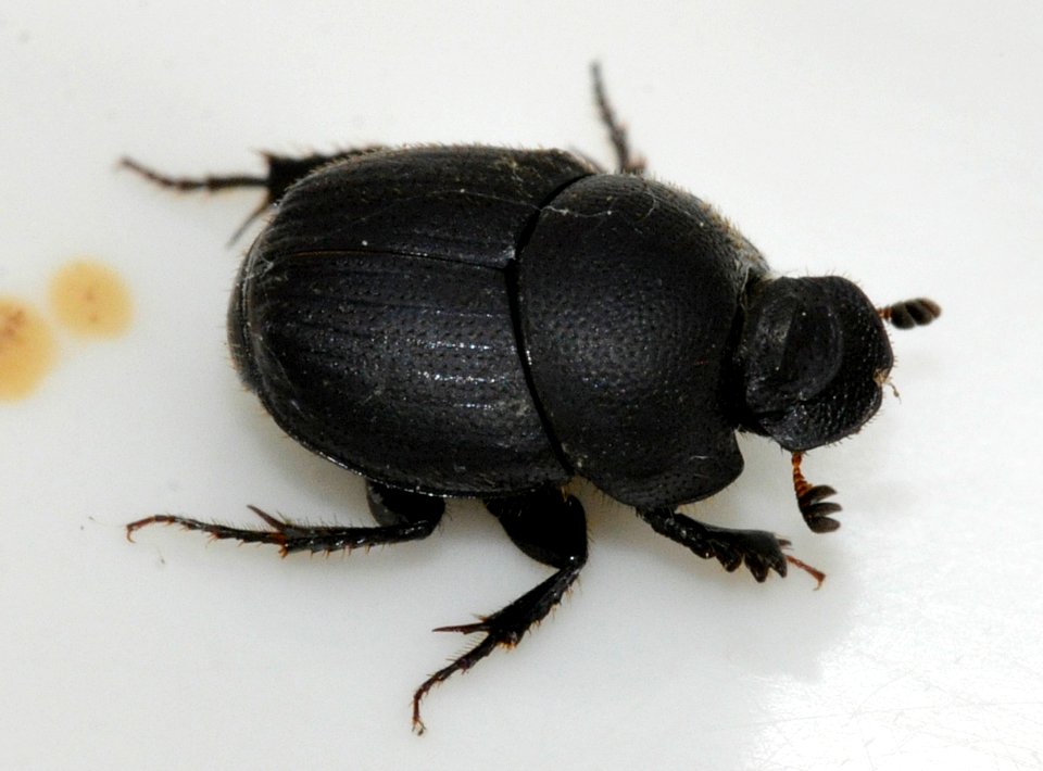 Onthophagus-ovatus-05-fws