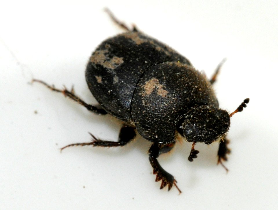 Onthophagus-ovatus-14-fws