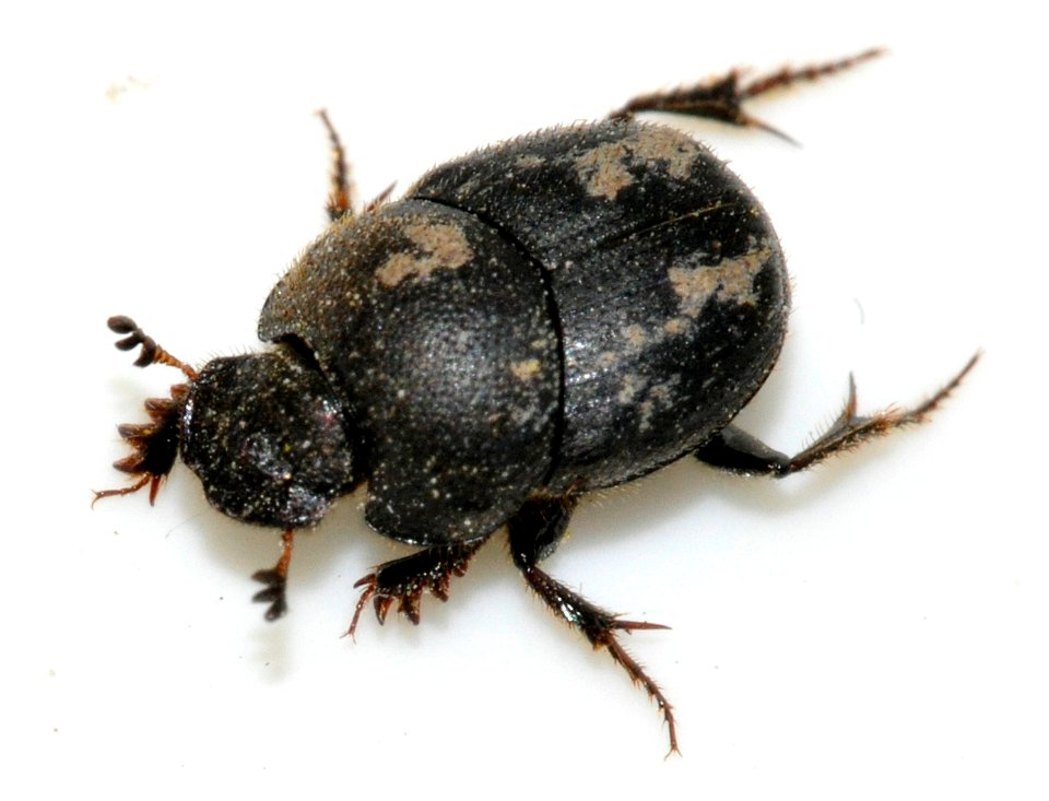 Onthophagus-ovatus-12-fws