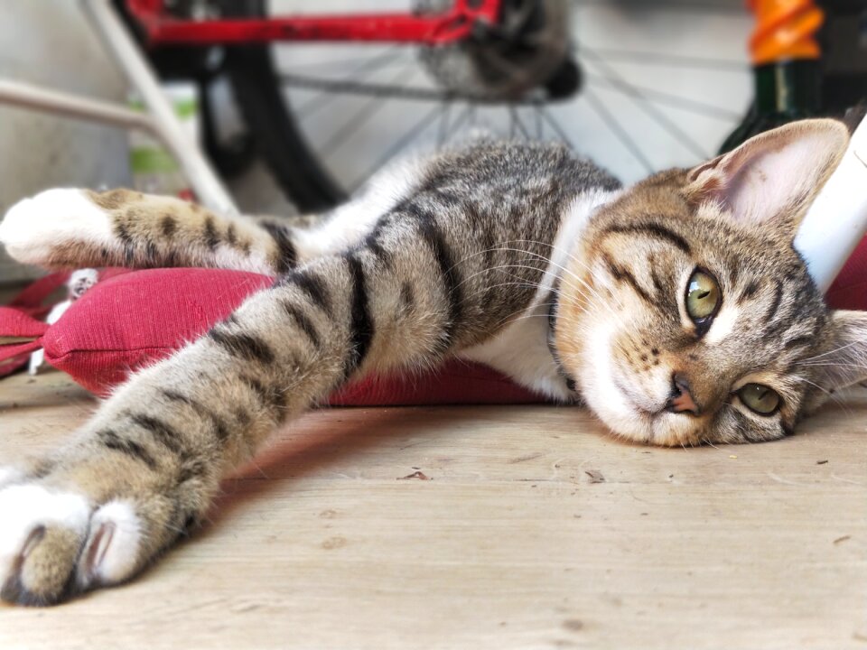 Kitten tired relaxing