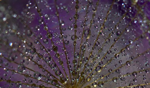 Water plant wet