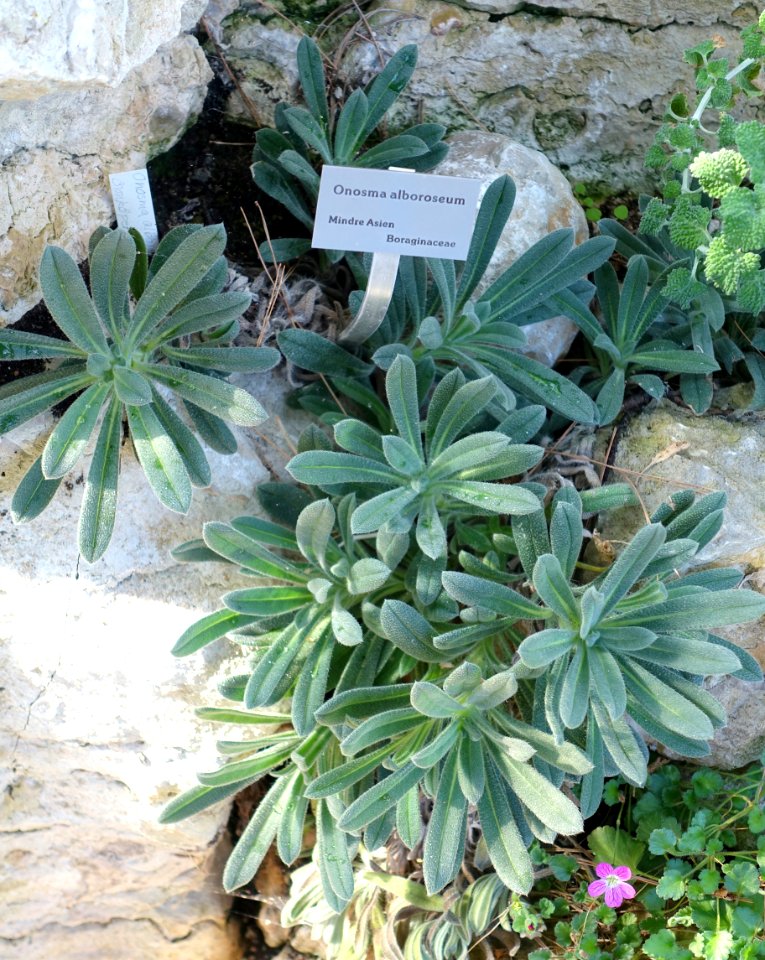 Onosma albo-roseum - Bergianska trädgården - Stockholm, Sweden - DSC00339