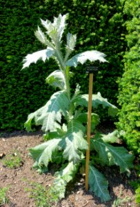 Onopordum acanthium - Savill Garden - Windsor Great Park, England - DSC06172