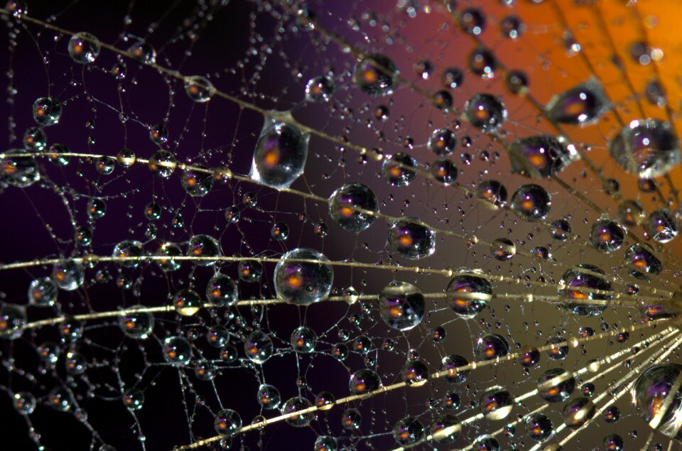 Water plant wet