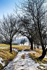 Winter nature trees