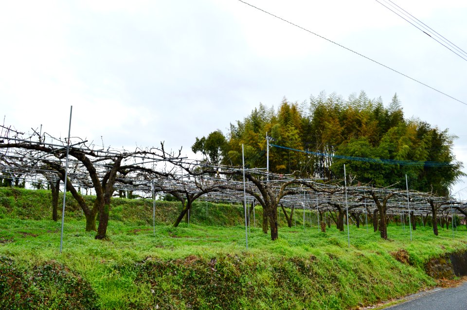 Ono Iwaya Kofun, funkyu